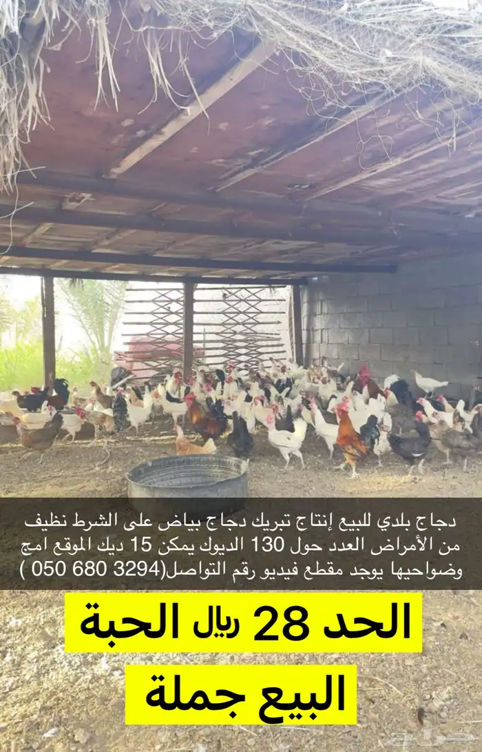 دجاج للبيع 0