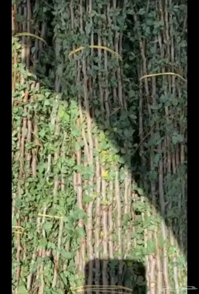 مسويك ابو حنش 2