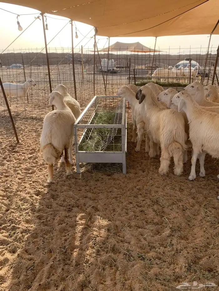 ذبايح حري طليان و رخال و غنم حرية جدة طريق بريمان المطار 2