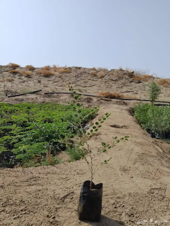 سدر بري او سدر نجدي 1