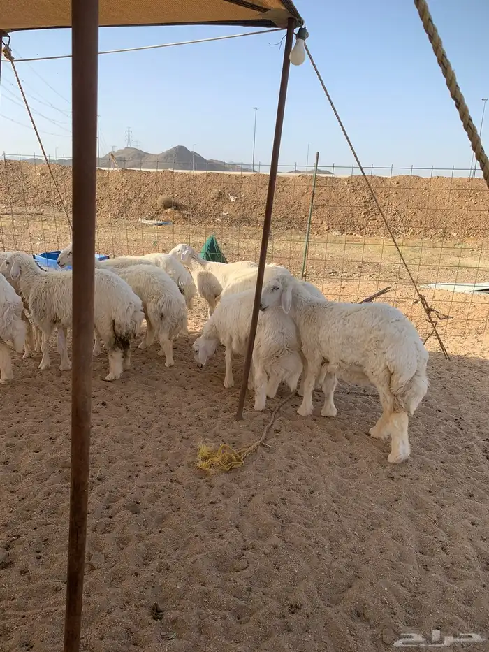 ذبايح حري طليان و رخال و غنم حرية جدة طريق بريمان المطار 3