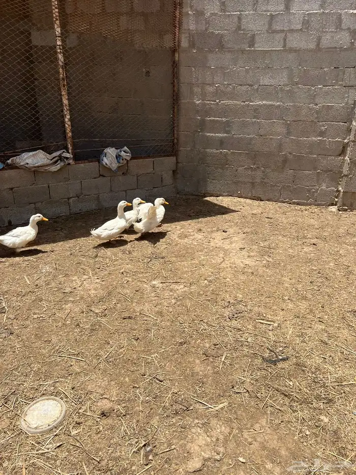بط بكيني 2