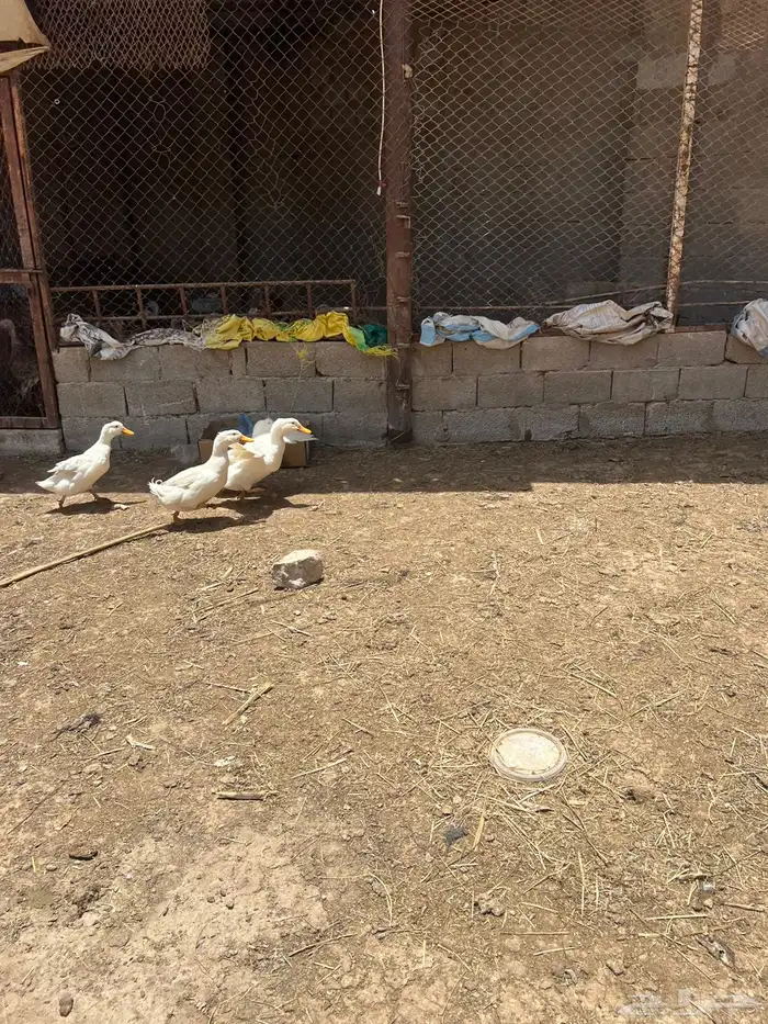 بط بكيني 1