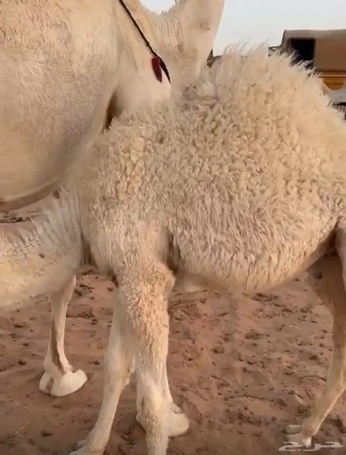 حشو قعدان حيوان 2