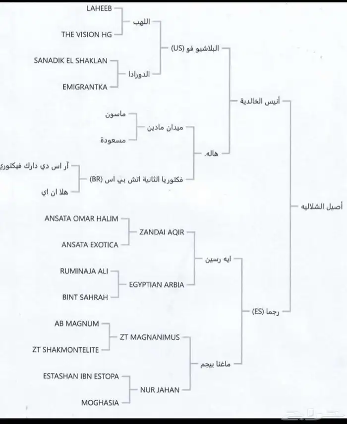حصان واهو 2