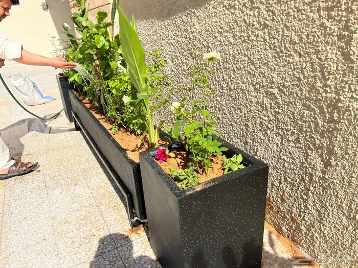 أشجار زينة تنسيق حدائق تشجير ممرات نباتات الزينة 7