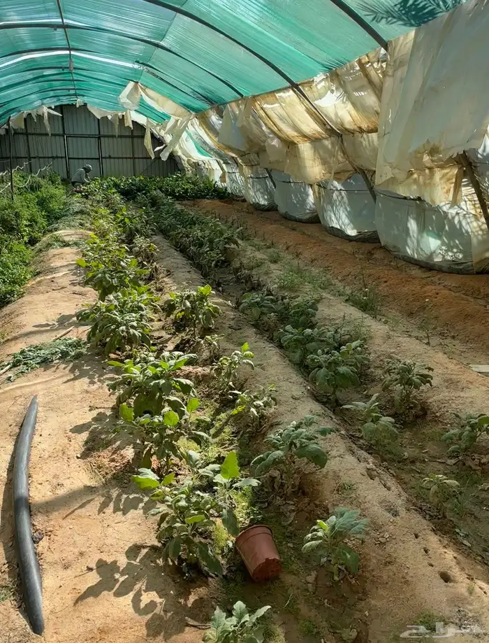 فرصة استثمارية  مزرعة للبيع متكاملة بصك شرعي في حفر الباطن 26