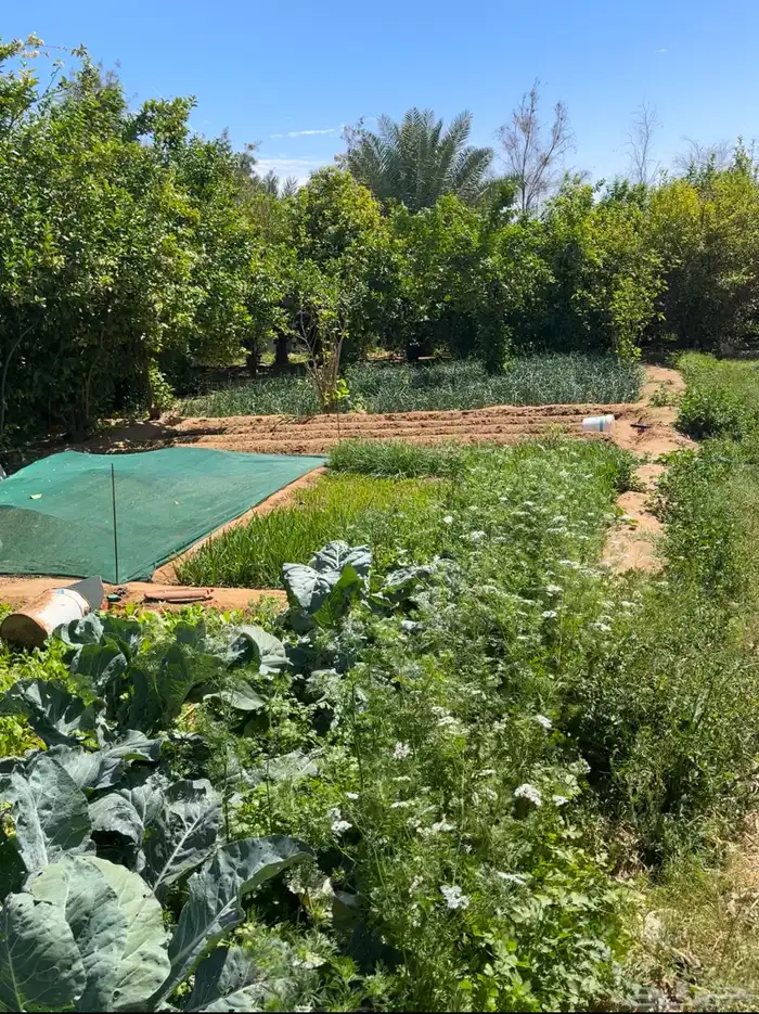 فرصة استثمارية  مزرعة للبيع متكاملة بصك شرعي في حفر الباطن 21