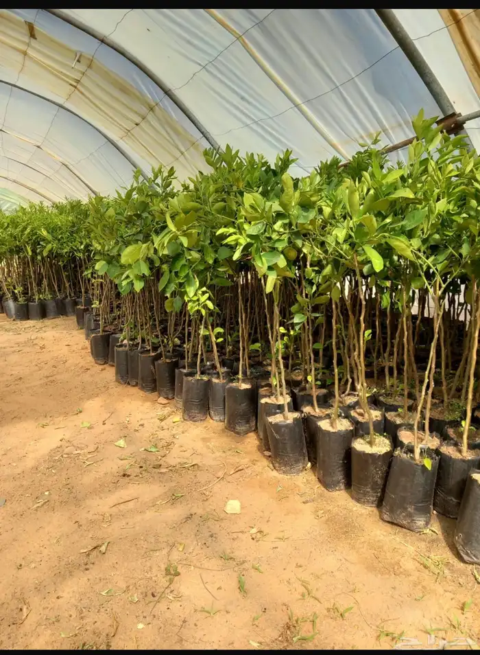 شتلات حمضيات برتقال ويوسفي ملكي 0