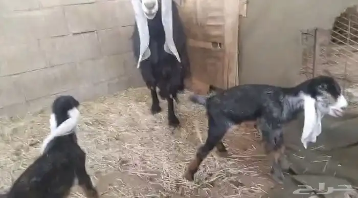 تيس فحل جذع. تم البيع 4