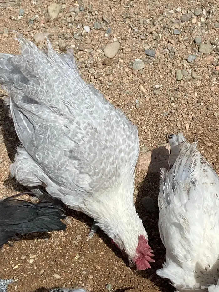 دجاج المنيوم و براهما كولمبي 11