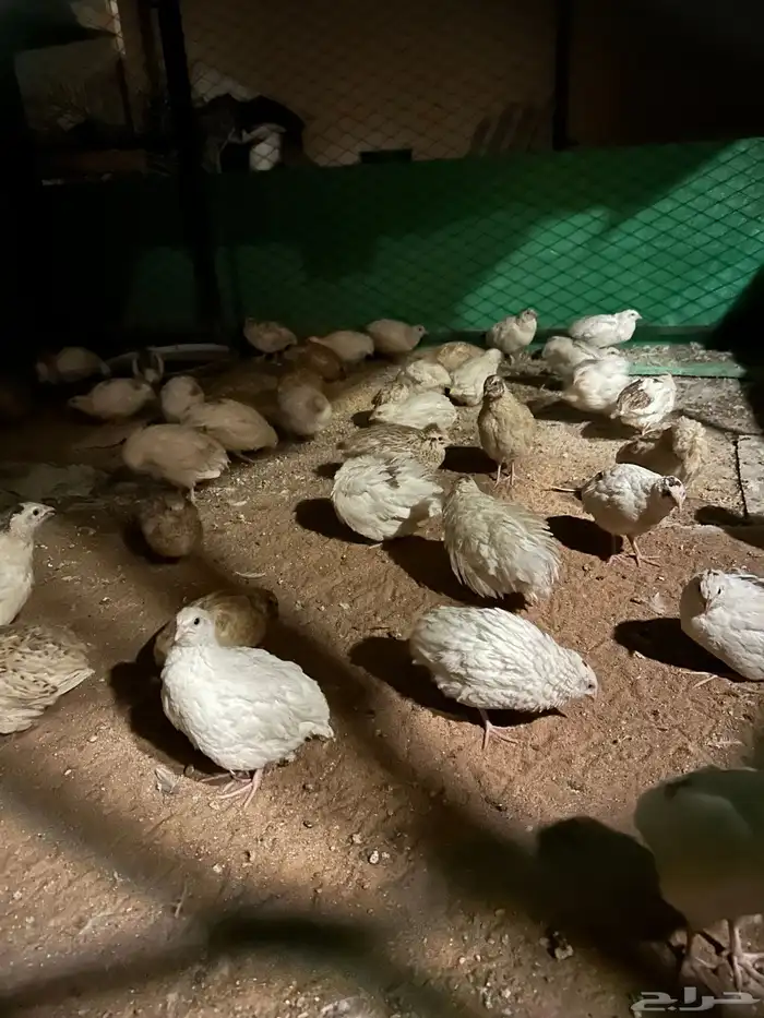 دجاج وسمان وبط وشبوك ومحكر 0