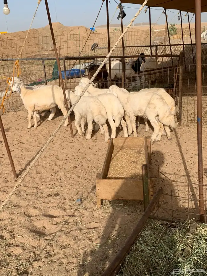 حري طليان رخال تيوس ذبايح ثلاجه ذبائح مناسبات توصيل 2