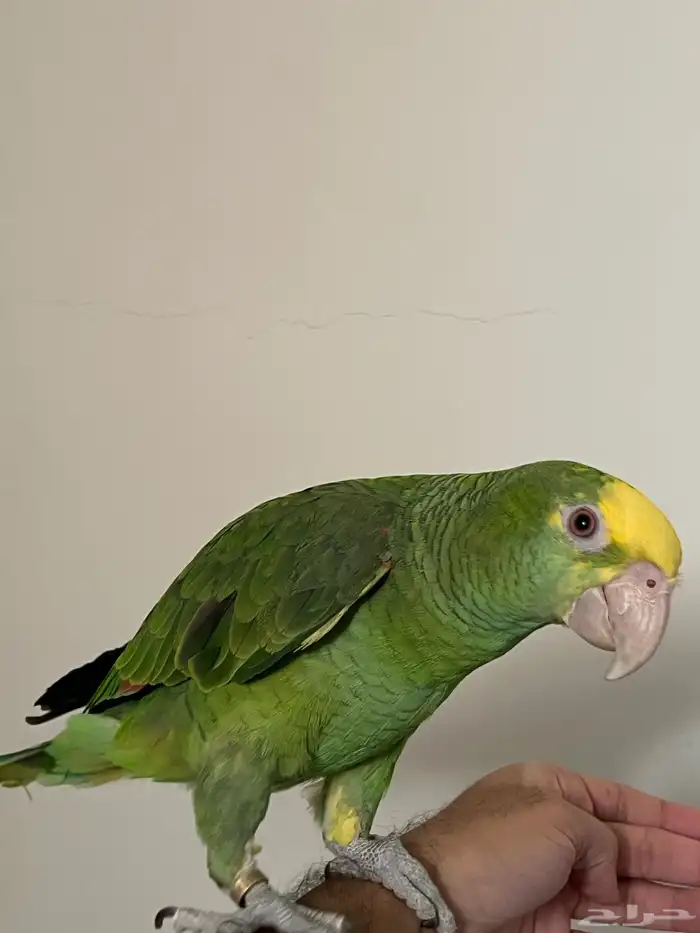 ببغاء 2