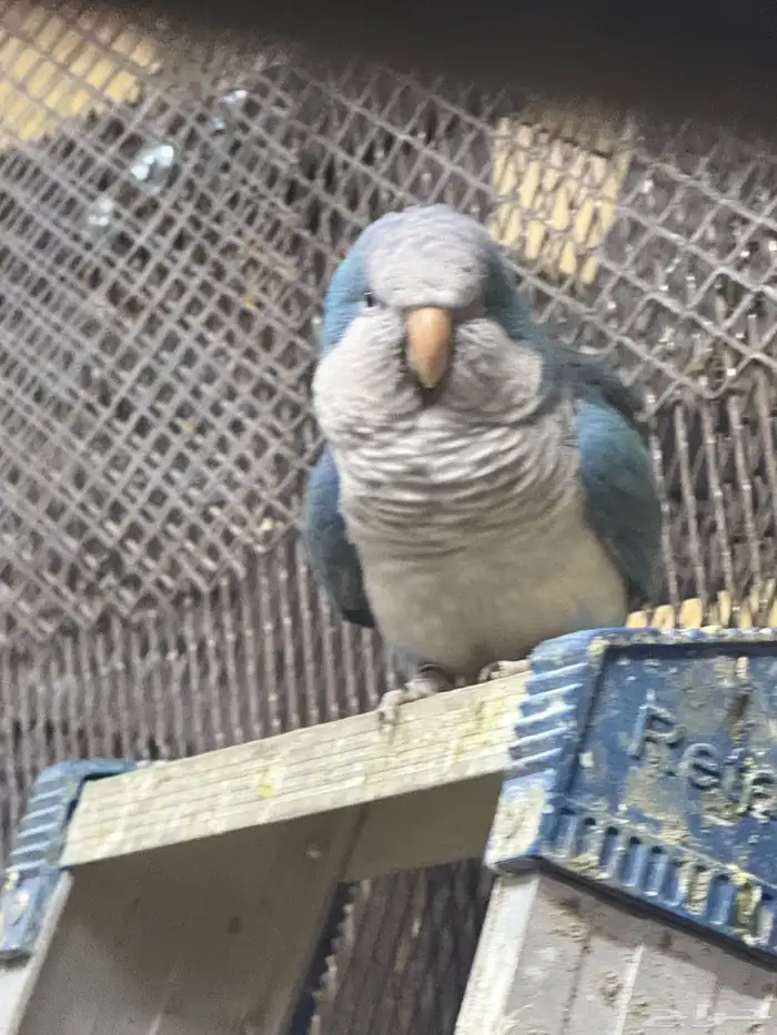 اجواز كويكر مشالله جامبو أحجامهم لاحقو الزين مايجي كثير 0