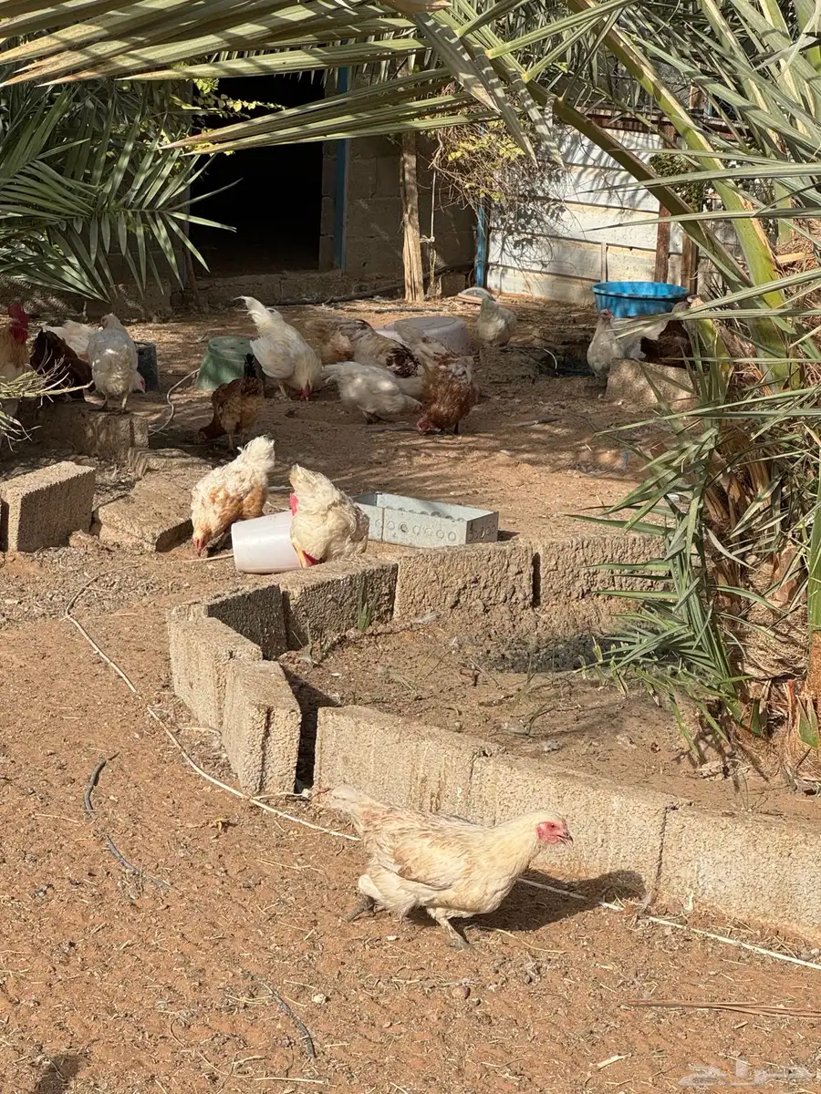 دجاج لهمان للبيع 0