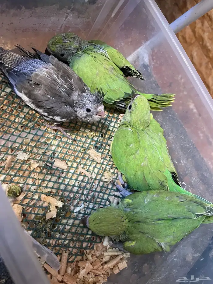 فروخ كنيور وفروخ دره 3