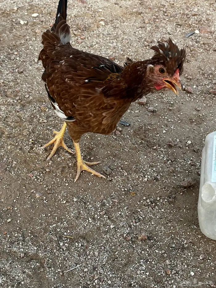 أطقم دجاج ديك ودجاجة عربي دم صافي يوجد اكثر من طقم 1