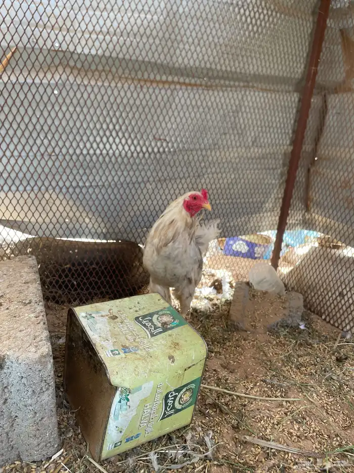 ديك كفووو  مشاءالله تبارك الله 3