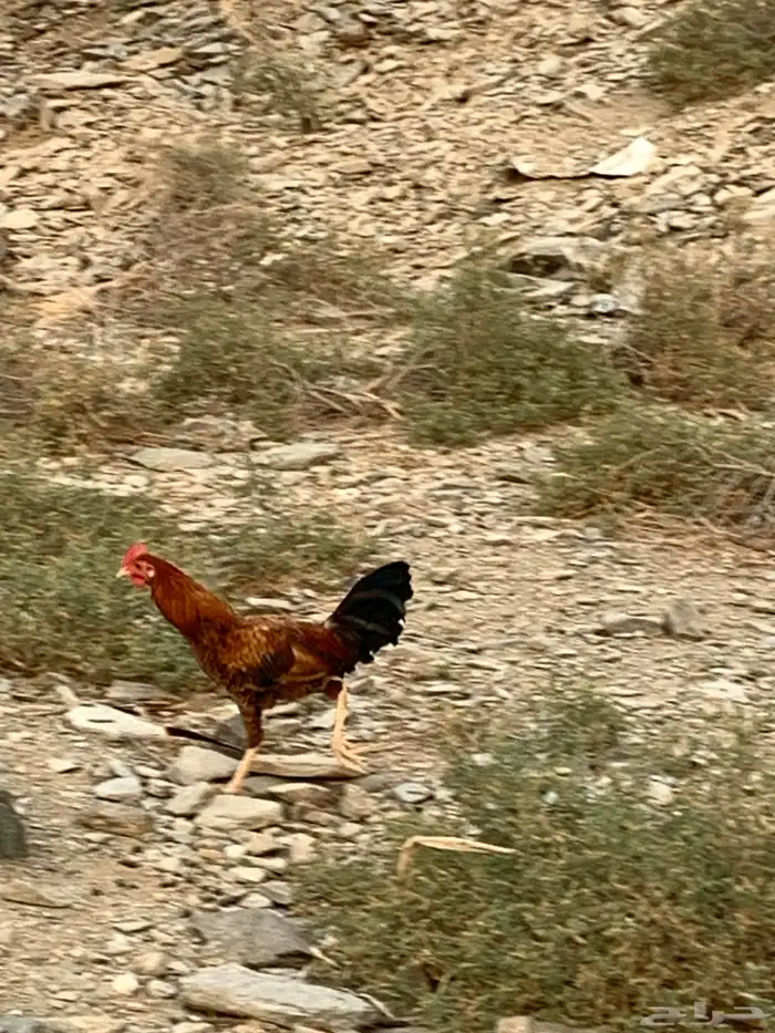 ديكه بلدي للبيع 12