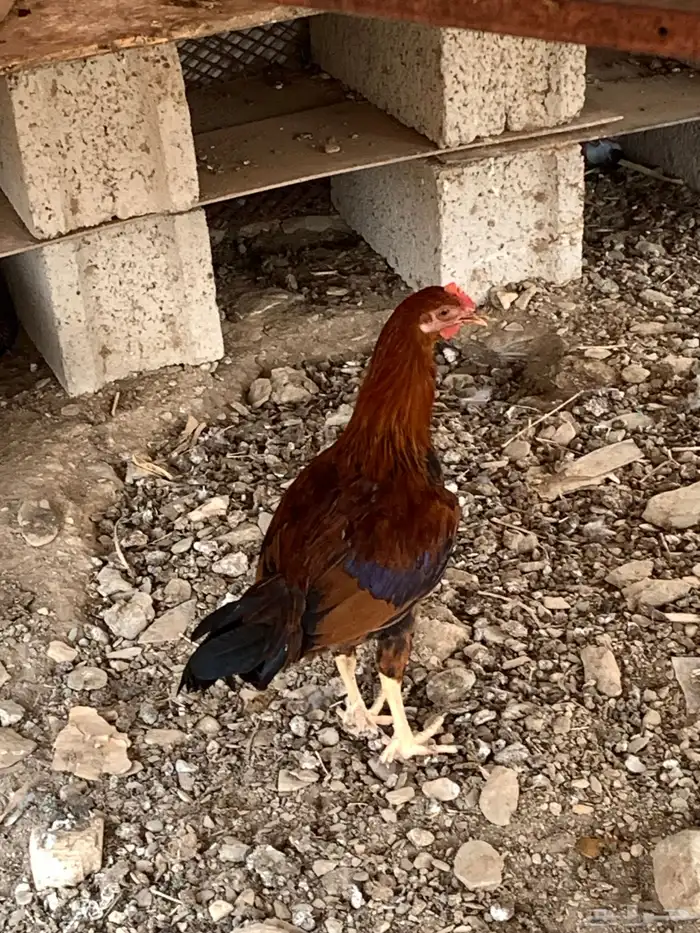 ديكه بلدي للبيع 2