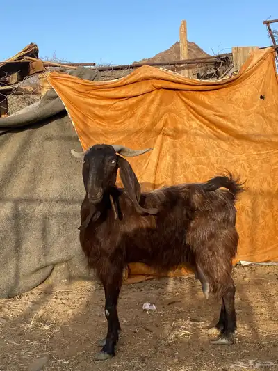 معزا سوريات(تم البيع) 4