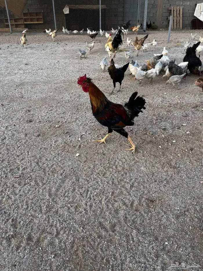 أطقم دجاج ديك ودجاجة عربي دم صافي يوجد اكثر من طقم 0