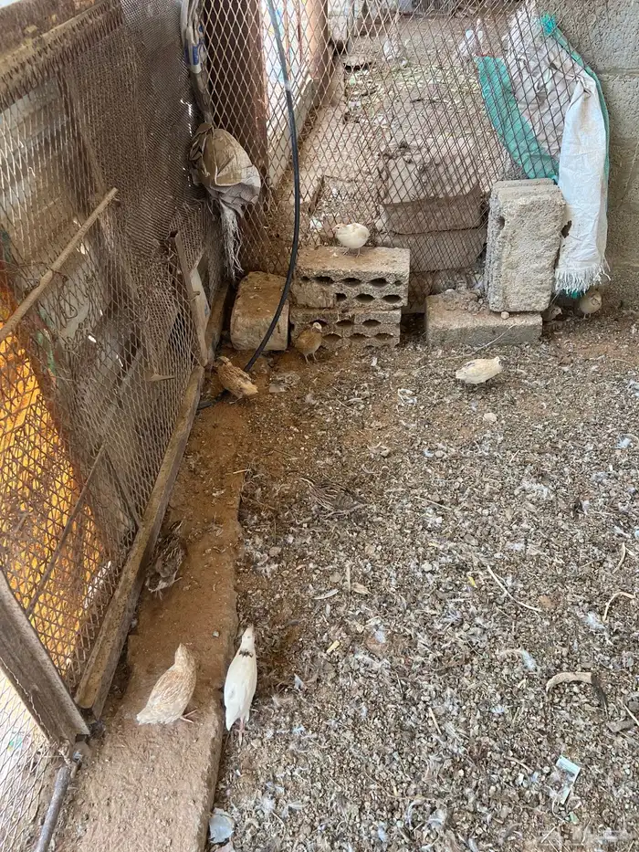 صوص سمان 0
