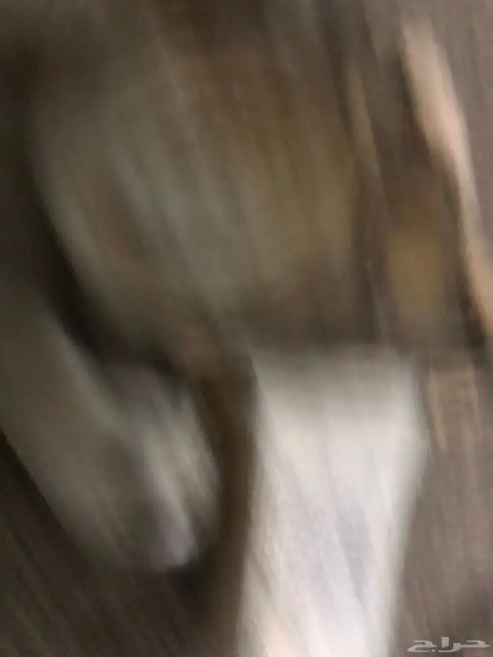 للبيع قطع كامري 2002 2