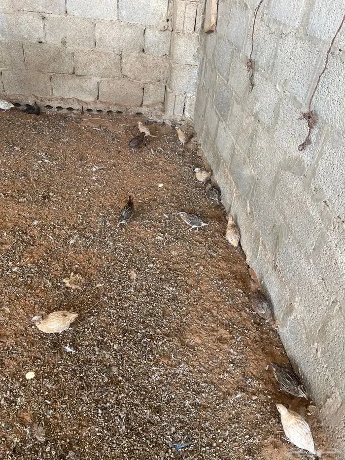 صوص سمان 2