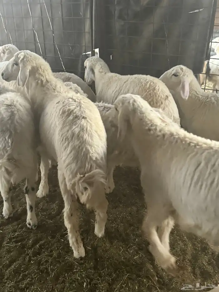 للبيع طليان طيبه 6