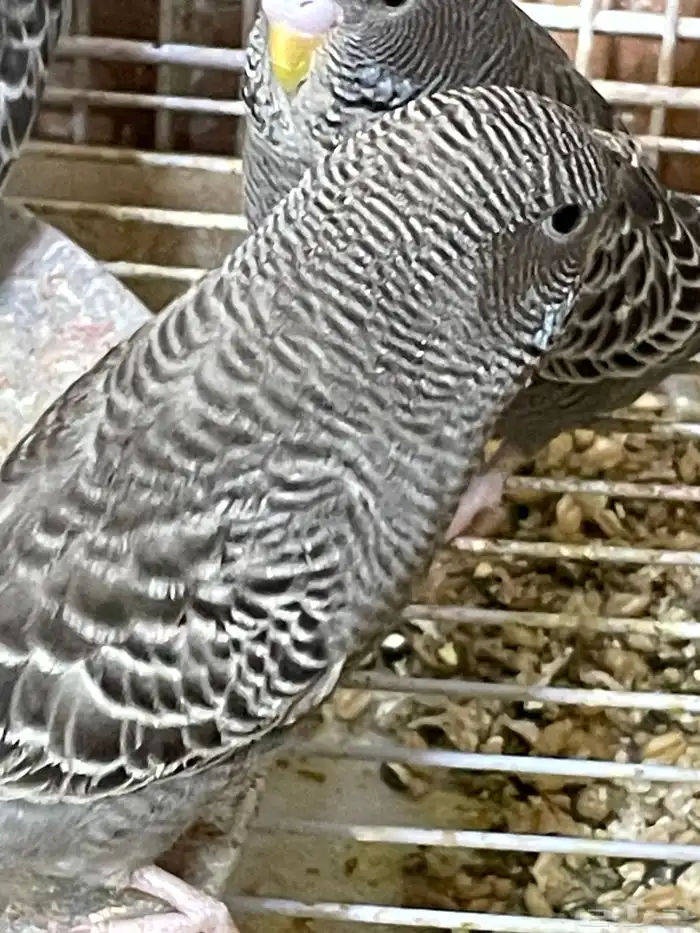 بلاك فيس 3