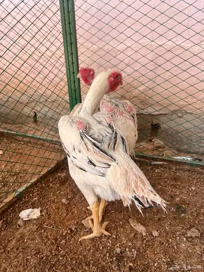 دجاج جاوي فاخر تم البيع 0