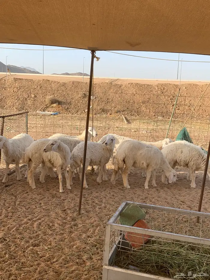 حري طليان رخال تيوس ذبايح ثلاجه ذبائح مناسبات توصيل 4