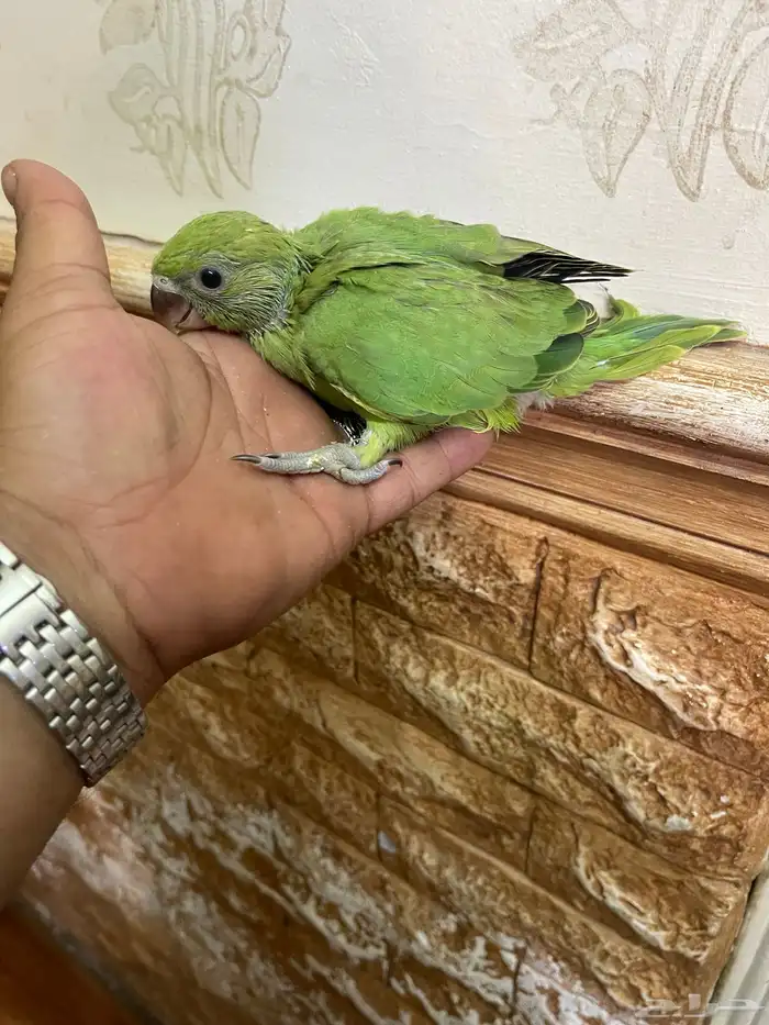 فروخ كنيور وفروخ دره 2
