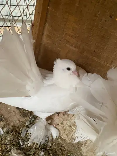 فرخ شماسي للبيع اعلى سومه 0