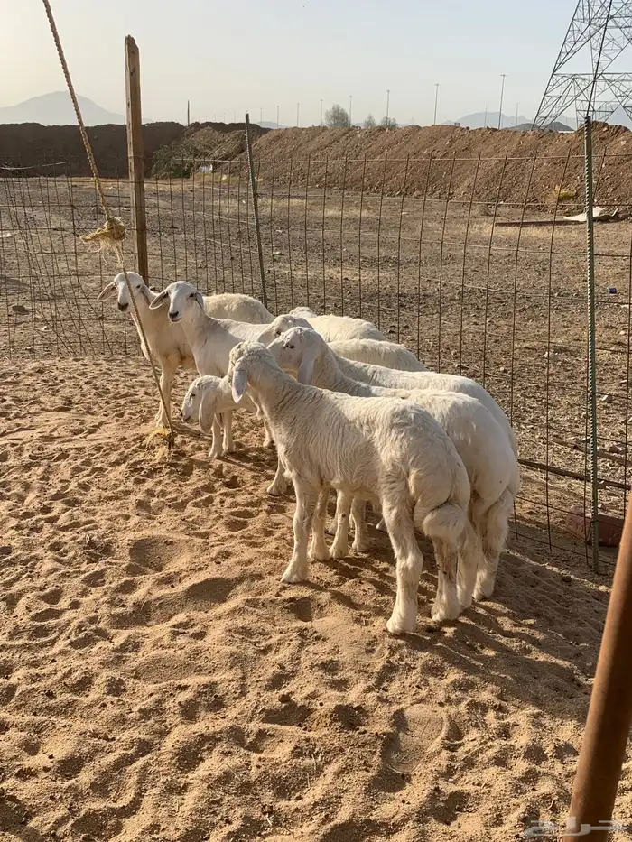 حري طليان رخال تيوس ذبايح ثلاجه ذبائح مناسبات توصيل 1