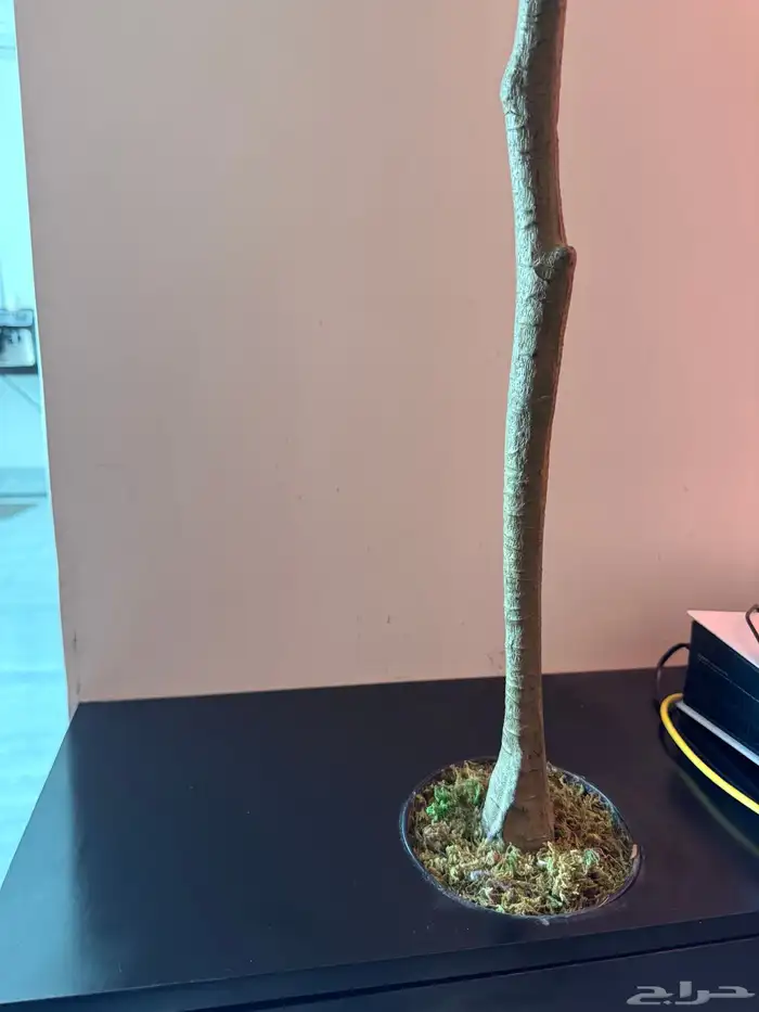 طاولة تلفزيون مع شعله 1