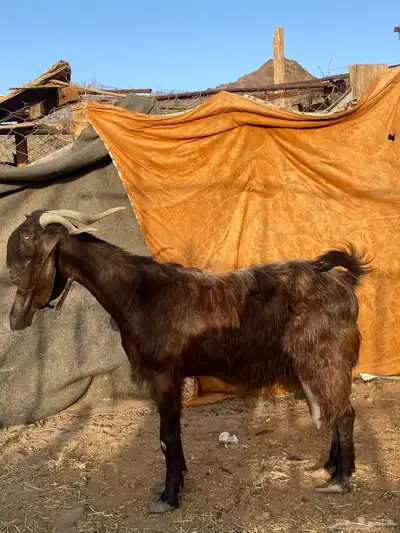 معزا سوريات(تم البيع) 3