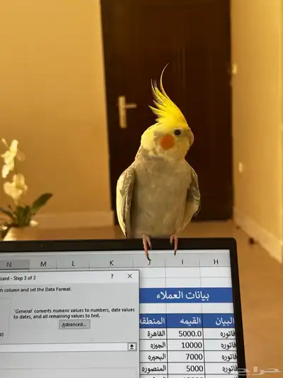 كروان ذكي متكلم ومغرد 0