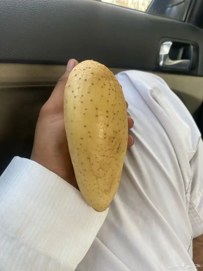 بطاطسه القلب 2