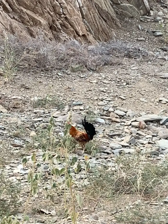 ديكه بلدي للبيع 8