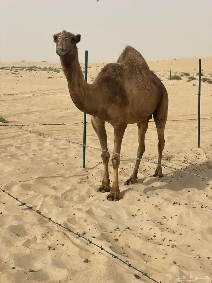 ضروبه صفر طيبه ومنتجه ومبيوع علي حشوان 80 و85 الف 0