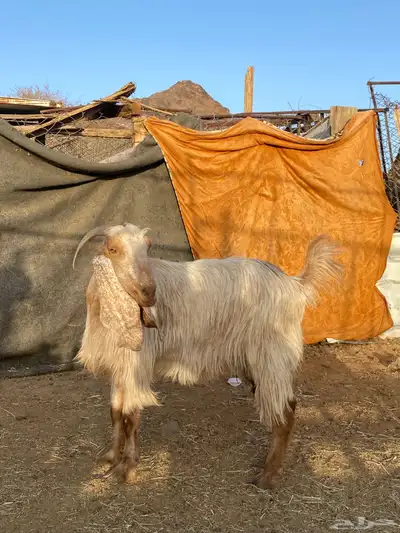 معزا سوريات(تم البيع) 15