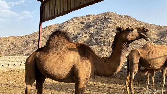 ناقه طيبه للبيع الفديو خاص واتس مع صورة لانتاجها ماشاءالله 5