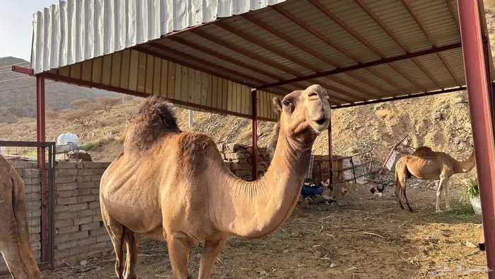 ناقه طيبه للبيع الفديو خاص واتس مع صورة لانتاجها ماشاءالله 3