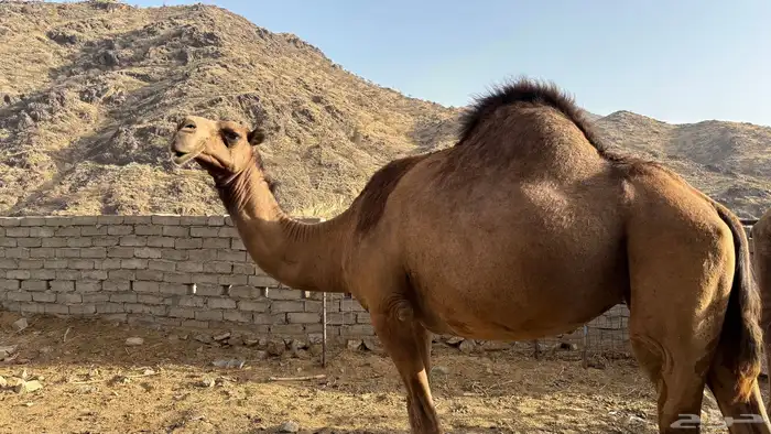 ناقه طيبه للبيع الفديو خاص واتس مع صورة لانتاجها ماشاءالله 2