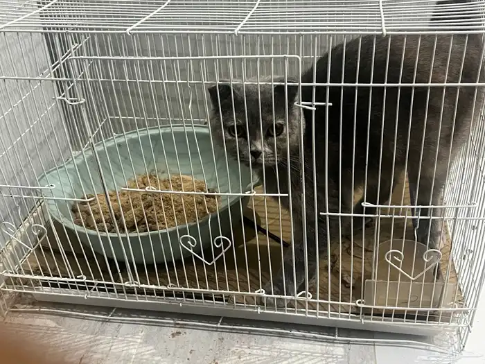 قطه شرازي نطيفه جدا وبصحه وجميع التطعيمات في مواعيده للبيع 0