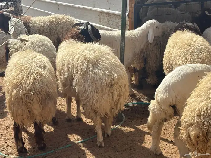ذبايح نعيمي خرفان جبر كناور ذبائح نعيمي هرفي 11