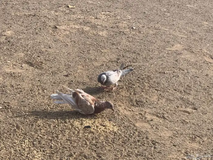 جوز حمام فرنسي زاقليال الصحة تمام 0